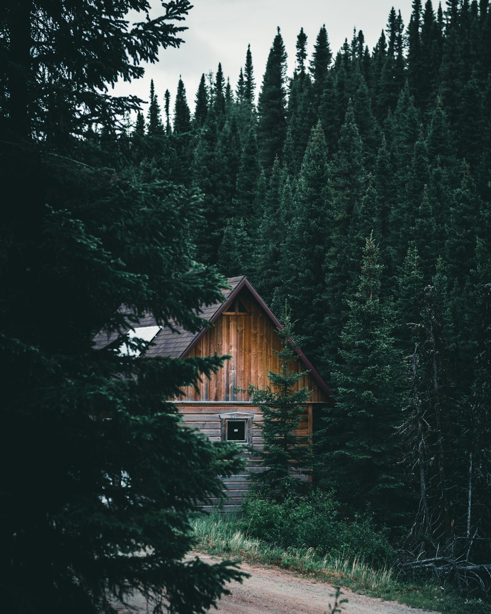 brown wooden house in the middle of forest