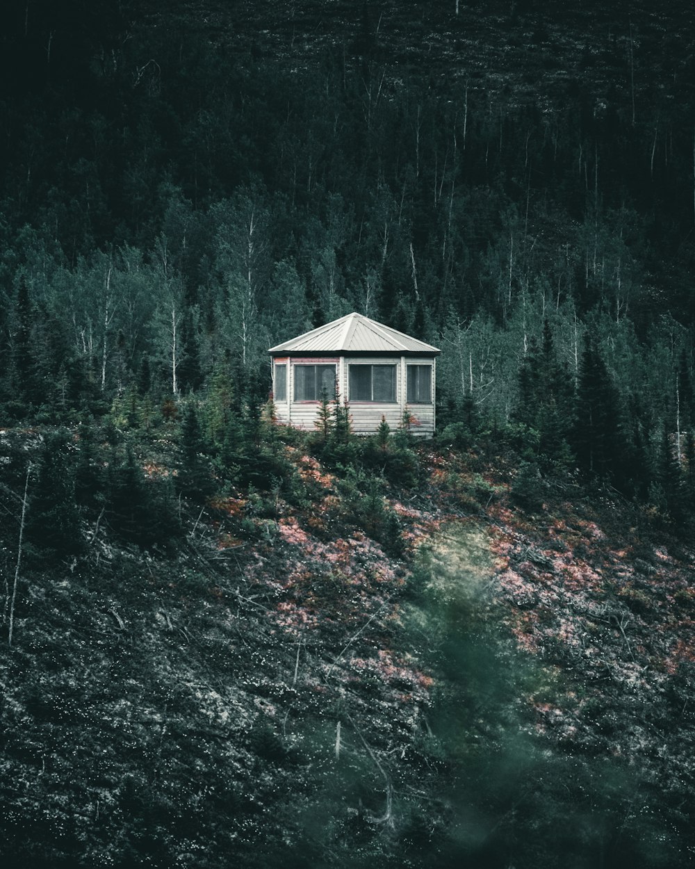 white wooden house surrounded by green trees