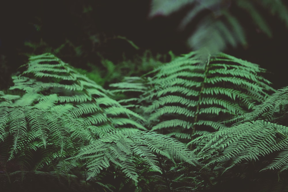 green fern plant in close up photography