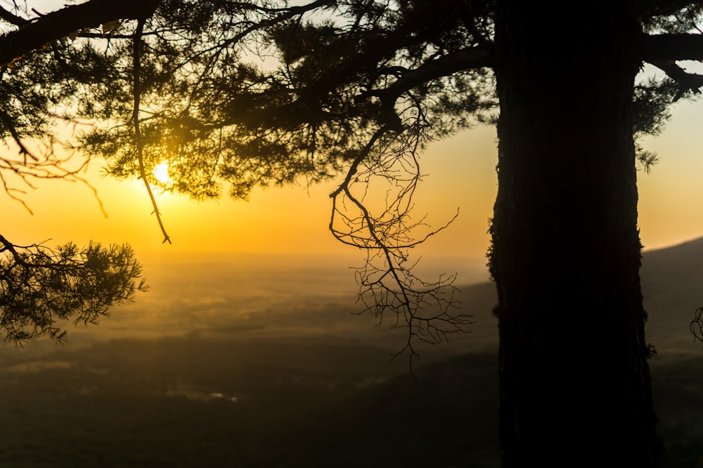 silhouette of tree during sunset