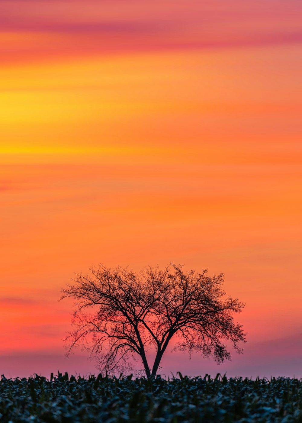 leafless tree under blue sky