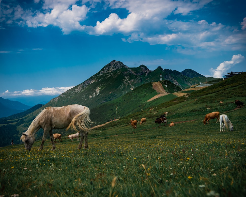cavalos no campo de grama verde perto da montanha sob o céu azul durante o dia