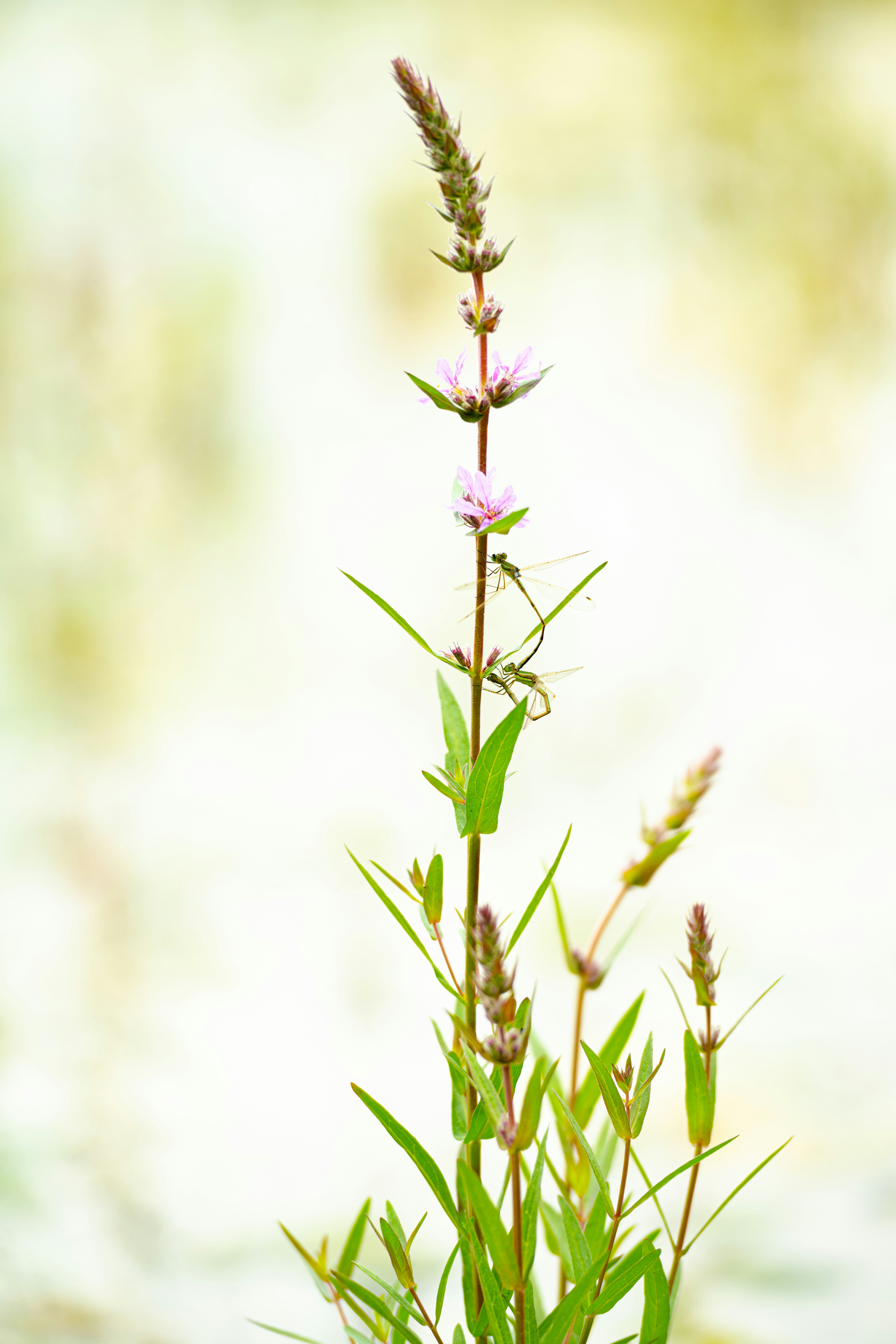 purple flower in tilt shift lens