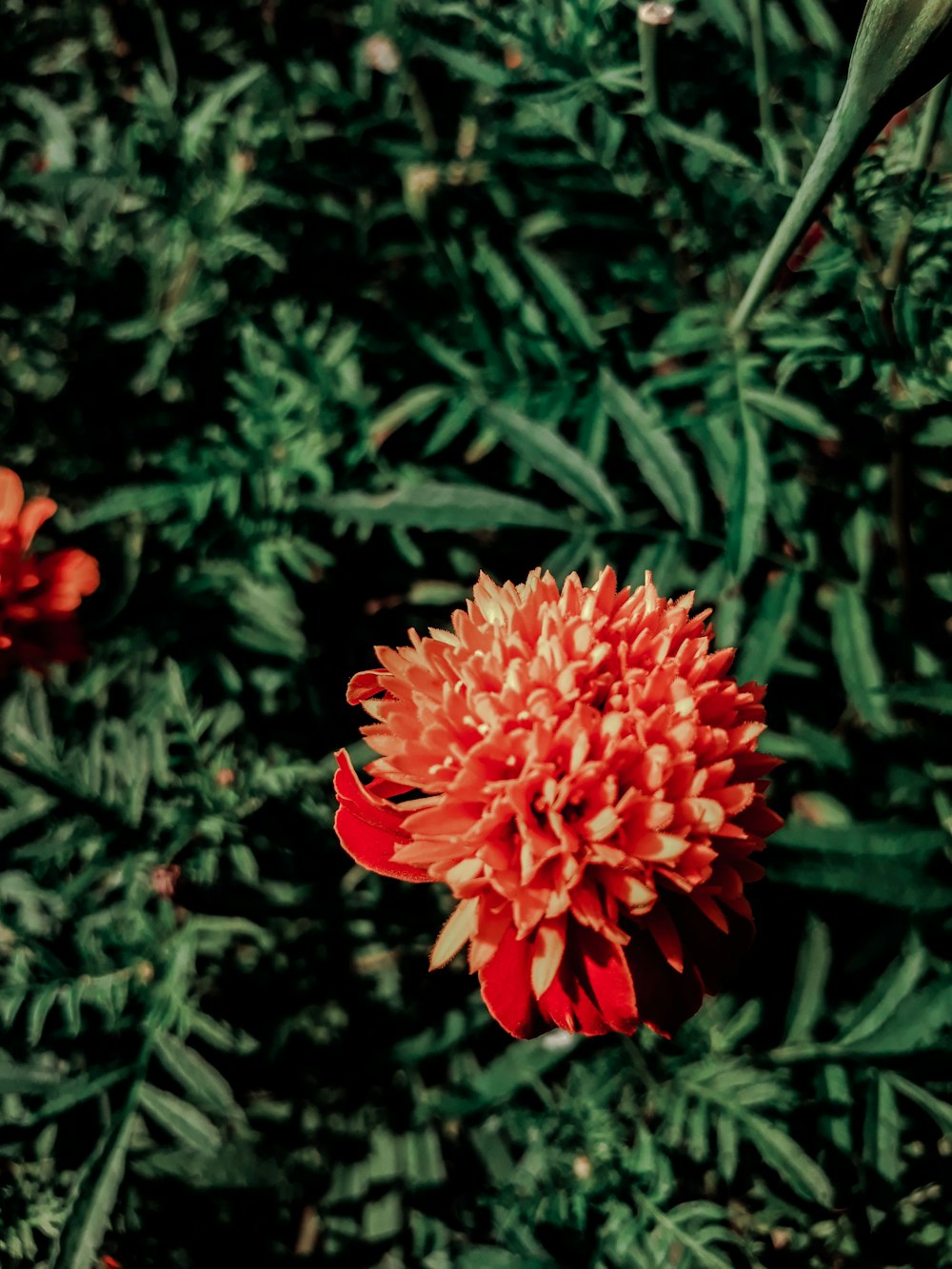 red cluster flower in close up photography