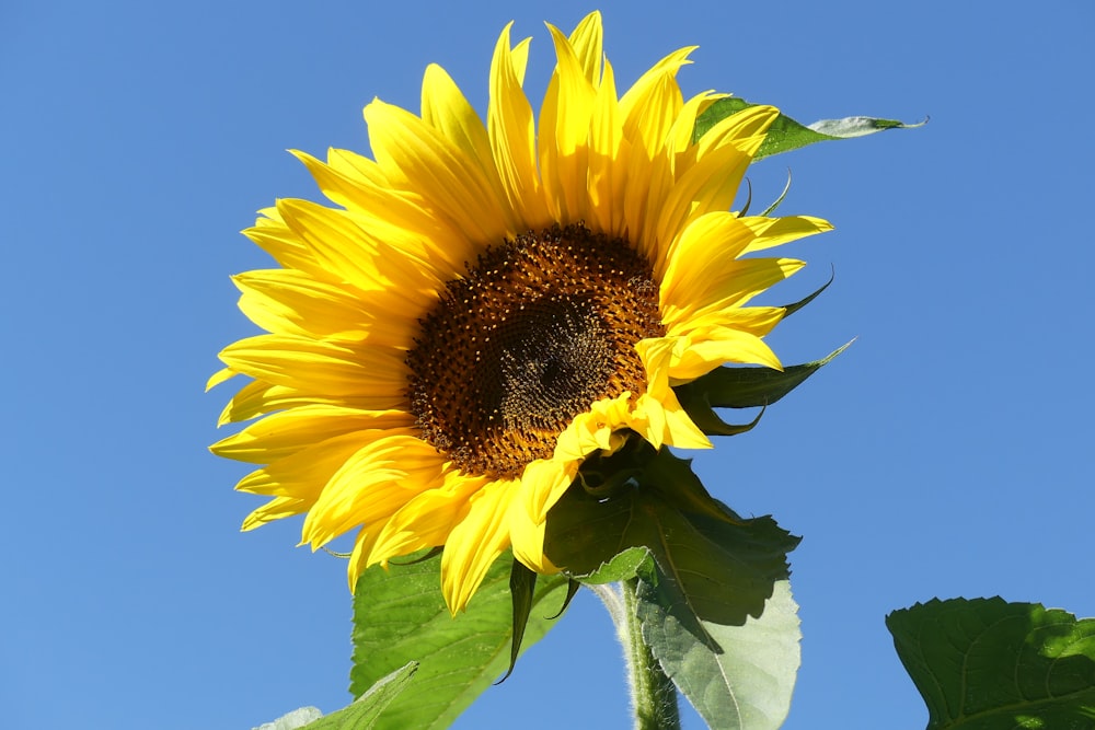 yellow sunflower in bloom during daytime