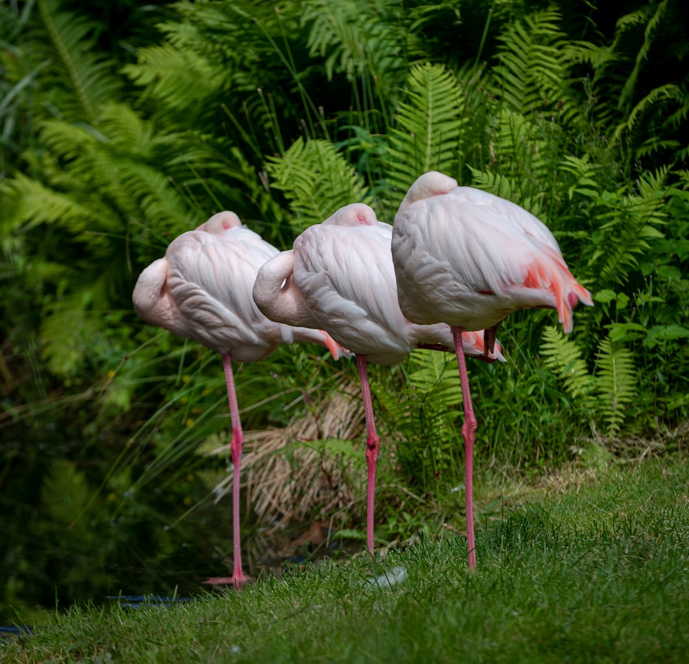 pink flamingos on green grass during daytime