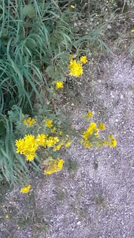 Bright yellow flowers grow along a gravel path, surrounded by green grass and foliage. The scene has a natural, unmanaged appearance typical of wild vegetation.