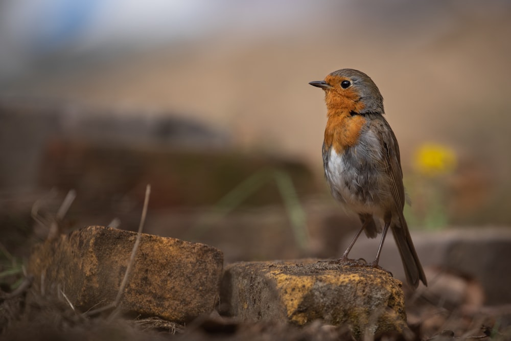 brown and white bird on brown rock