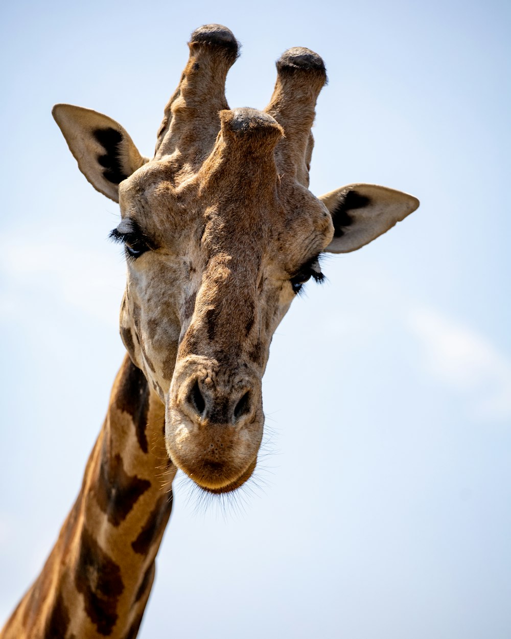 brown giraffe in close up photography