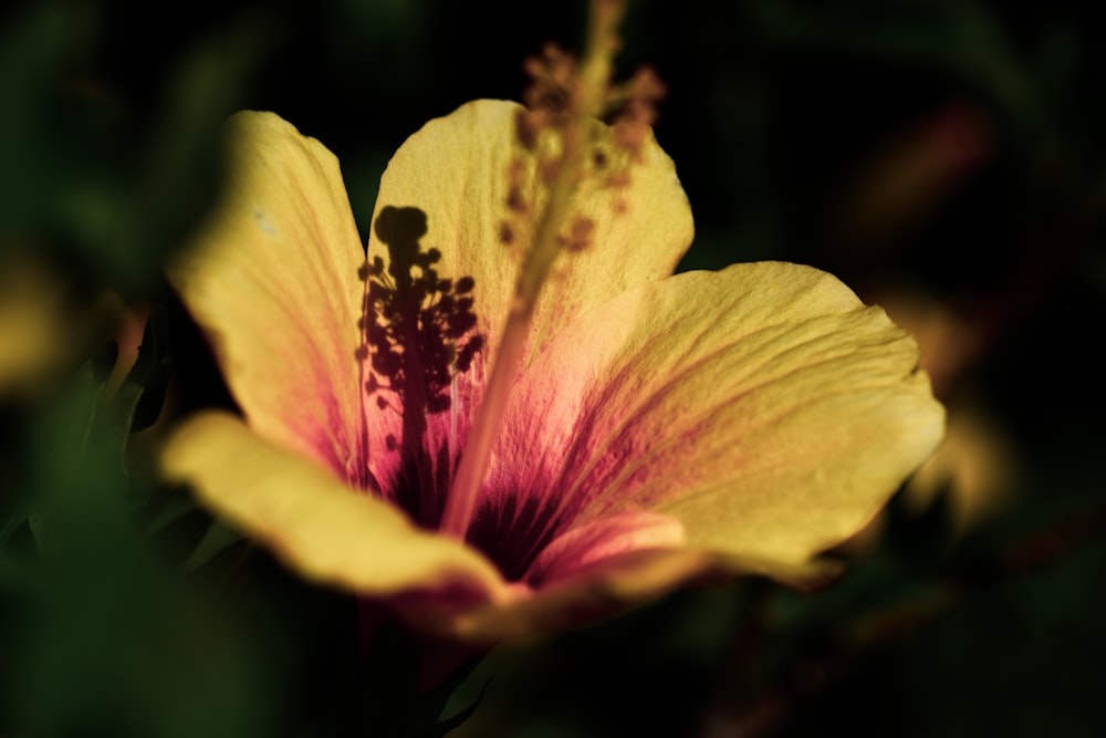 purple and yellow flower in macro shot