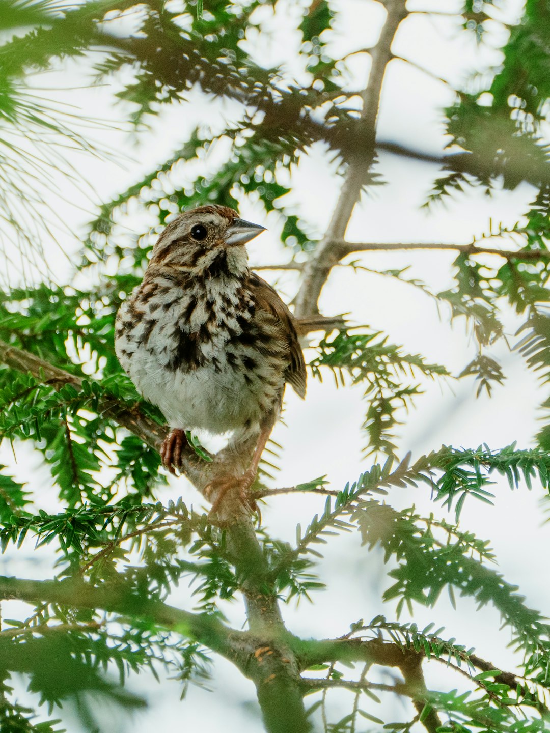 white and brown bird on tree branch