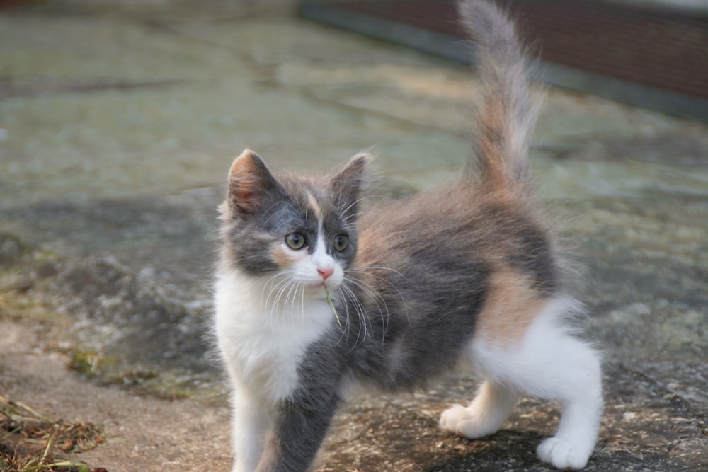 gato marrón blanco y negro sobre suelo marrón