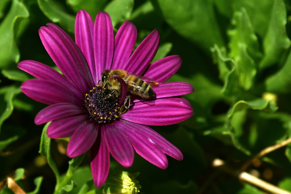 flor morada con abeja en la parte superior