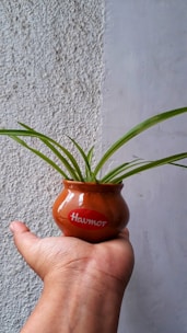 A small terracotta pot labeled 'Havmor' is held in the palm of a hand. The pot contains a plant with long, slender green leaves. The background features a textured wall with contrasting rough and smooth surfaces.