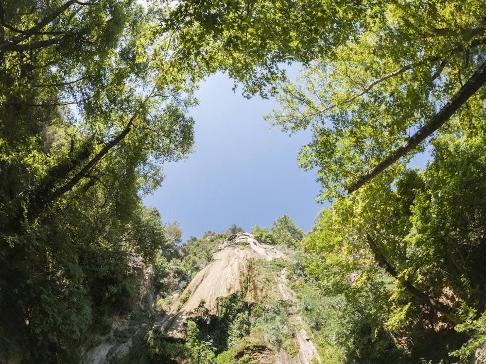 green trees under blue sky during daytime