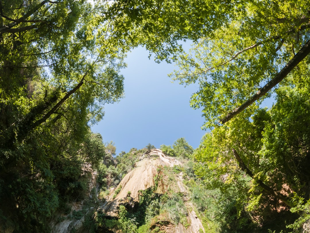 green trees under blue sky during daytime