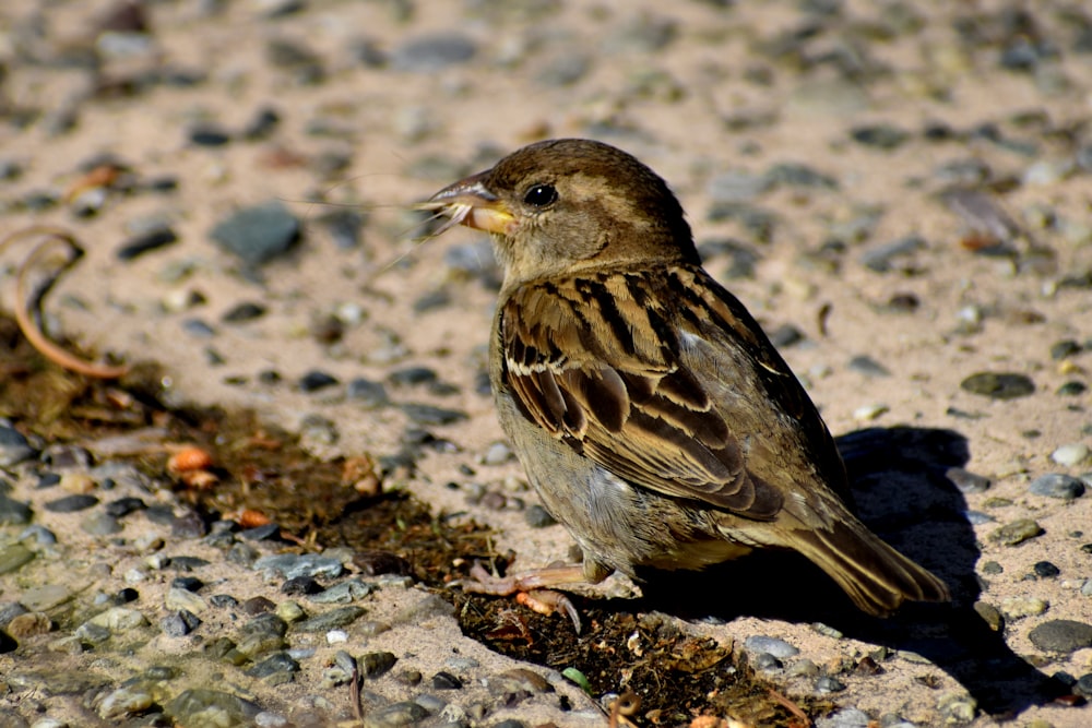 brown and white bird on ground during daytime