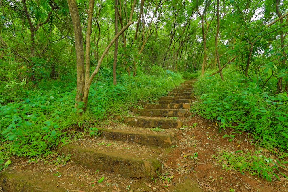 brown concrete stairs between green trees during daytime