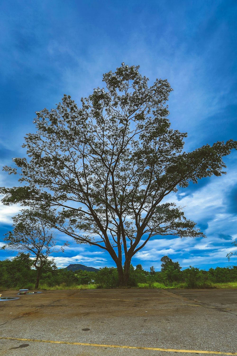 leafless tree on green grass field under blue sky during daytime