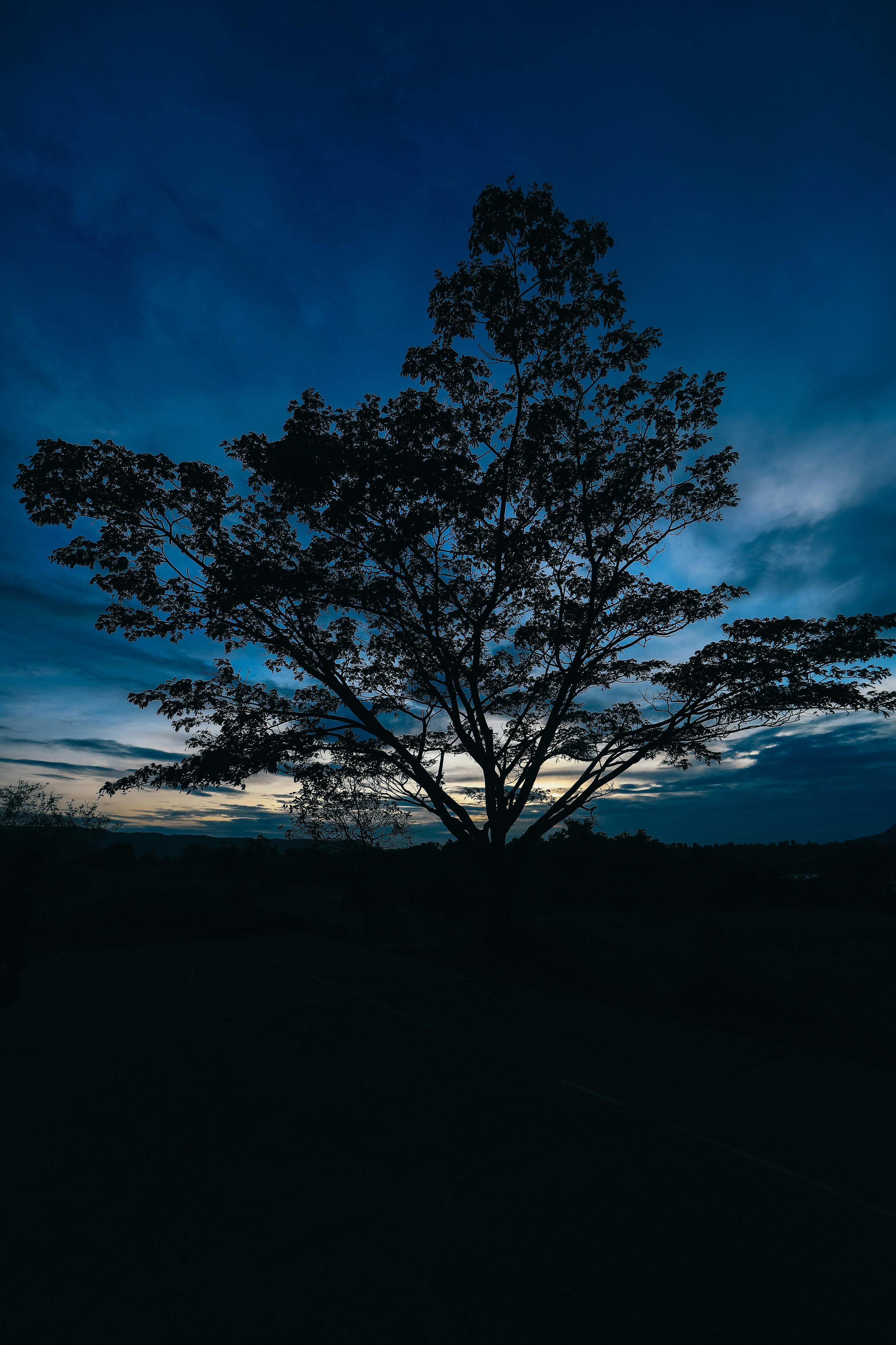 silhouette of tree under blue sky during night time