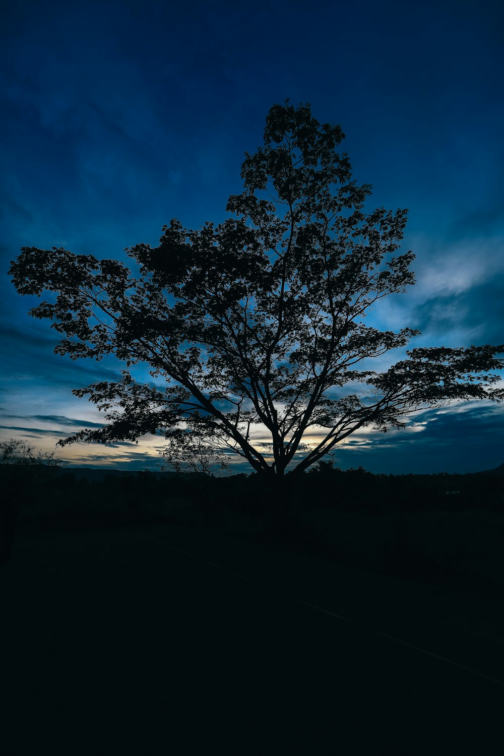 Silueta de árbol bajo cielo azul durante la noche
