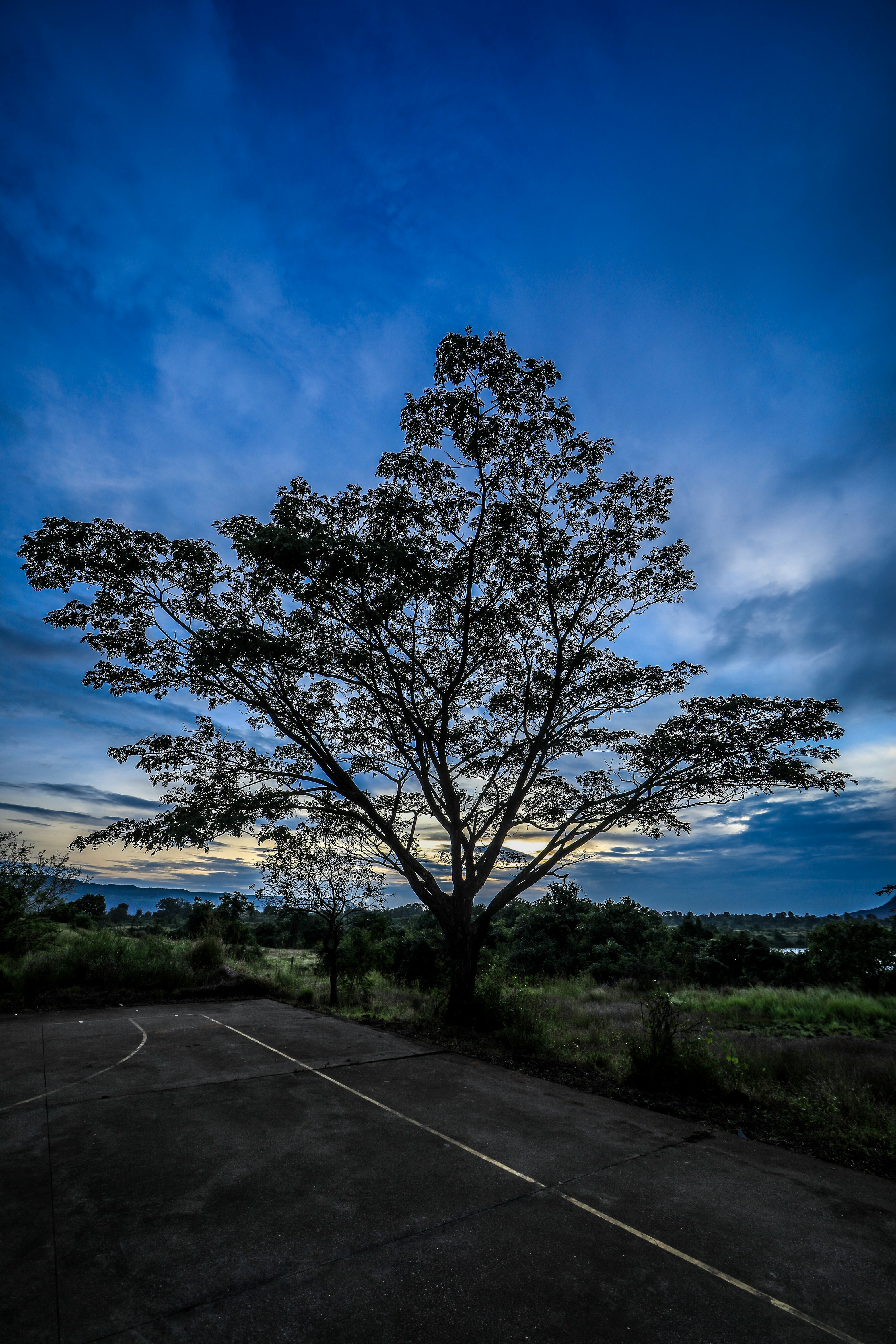 leafless tree on green grass field under blue sky during daytime