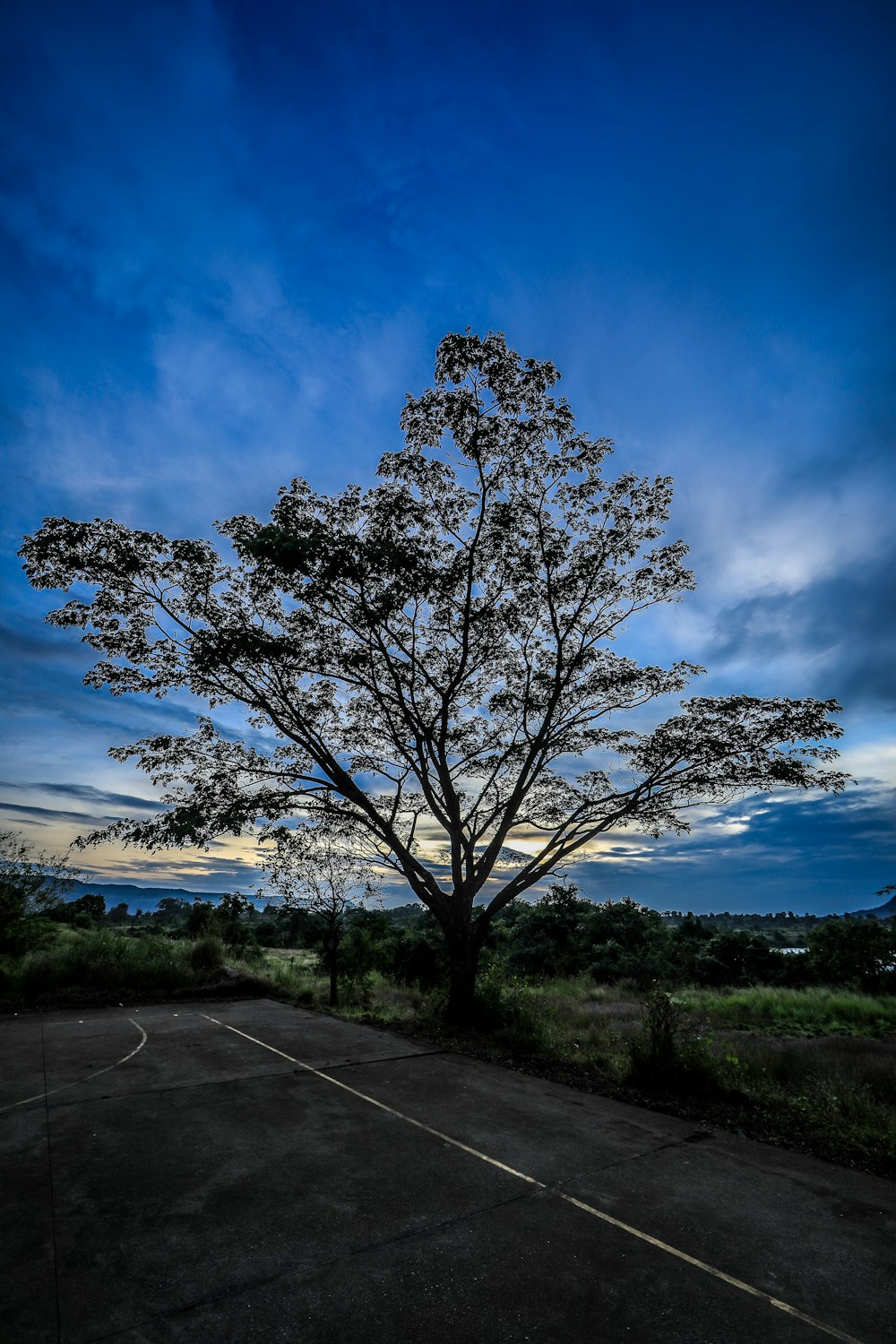 albero senza foglie sul campo di erba verde sotto il cielo blu durante il giorno