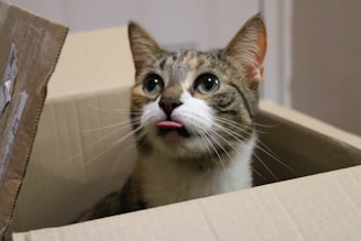 A cute tabby cat is sitting inside a cardboard box with its tongue sticking out. The cat has large, expressive eyes and pointed ears. The background is blurred, focusing attention on the playful and curious expression of the cat.