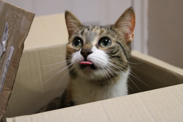 A cute tabby cat is sitting inside a cardboard box with its tongue sticking out. The cat has large, expressive eyes and pointed ears. The background is blurred, focusing attention on the playful and curious expression of the cat.