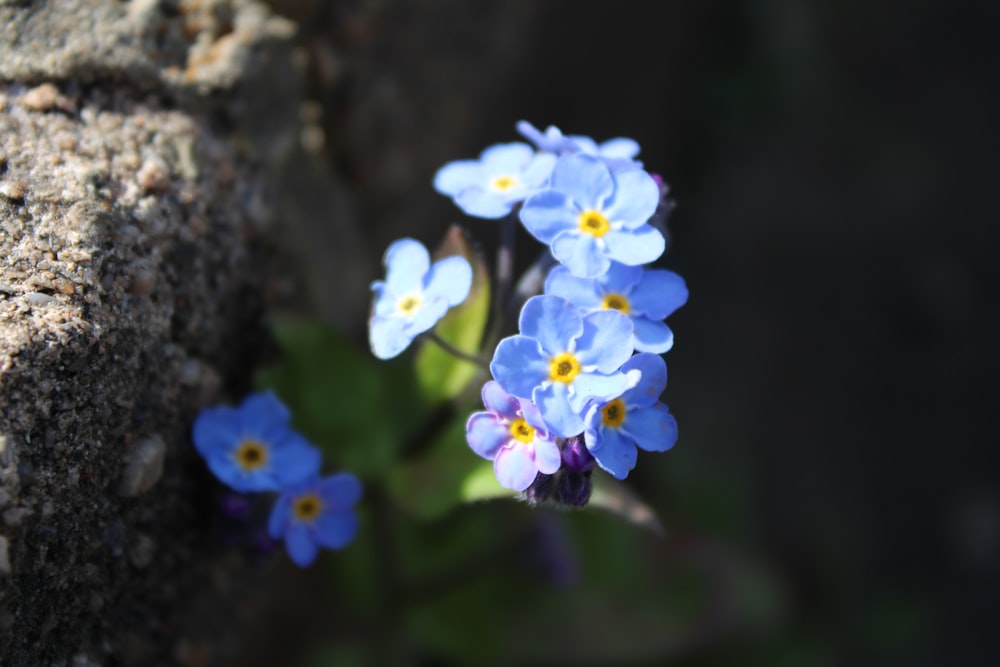 blue and white flower on brown tree trunk