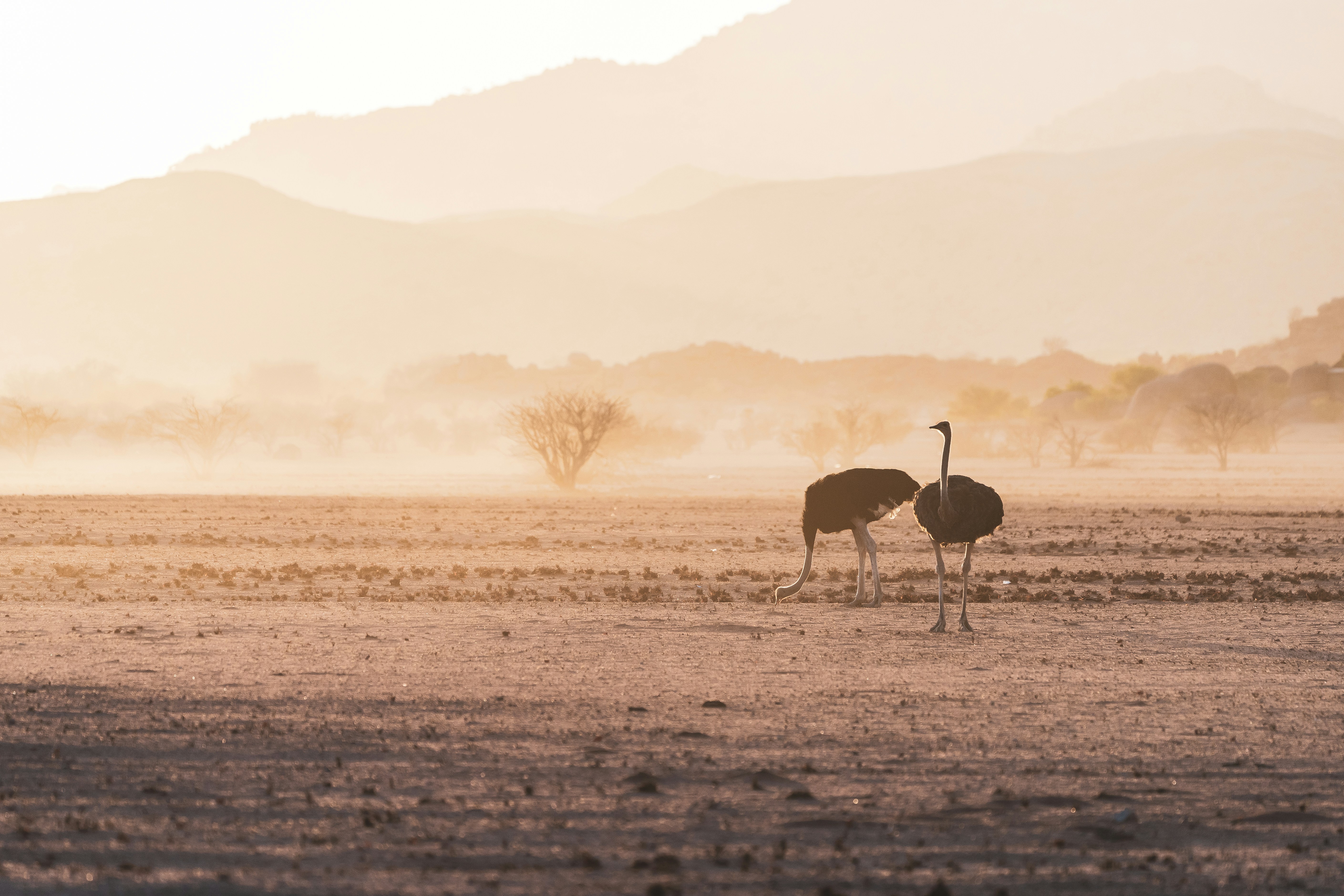 Namibian wildlife in their natural habitat. February 2020.