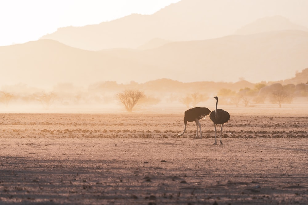 brown animal on brown field during daytime