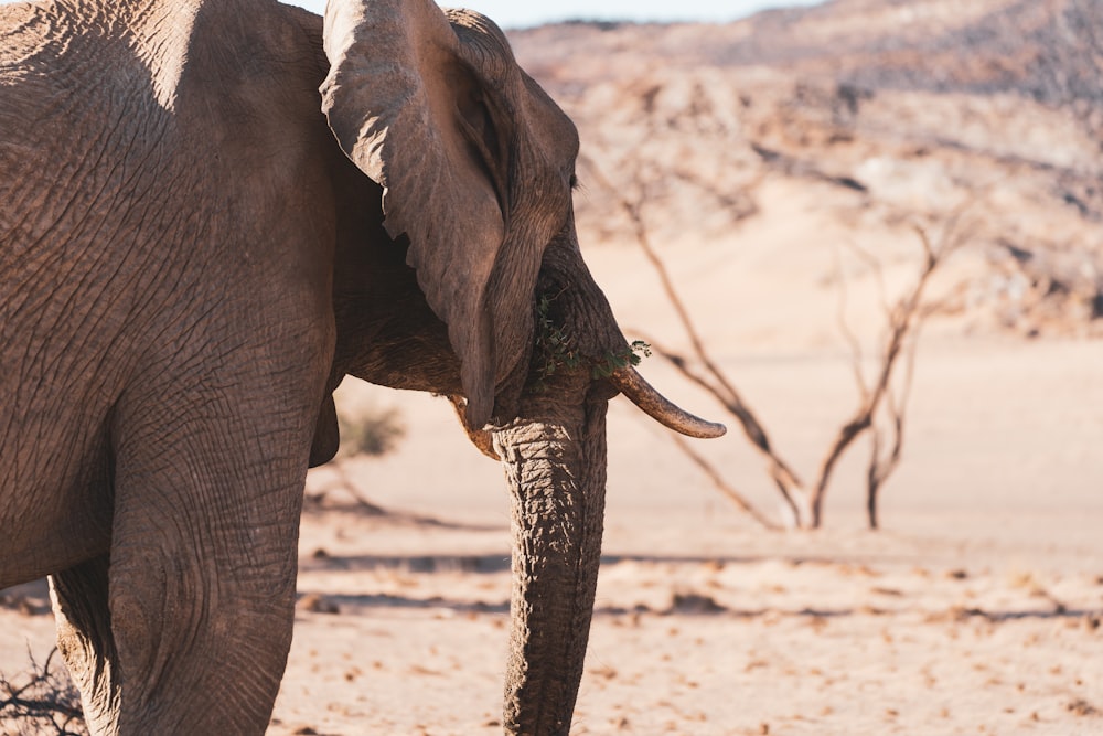 brown elephant walking on brown sand during daytime