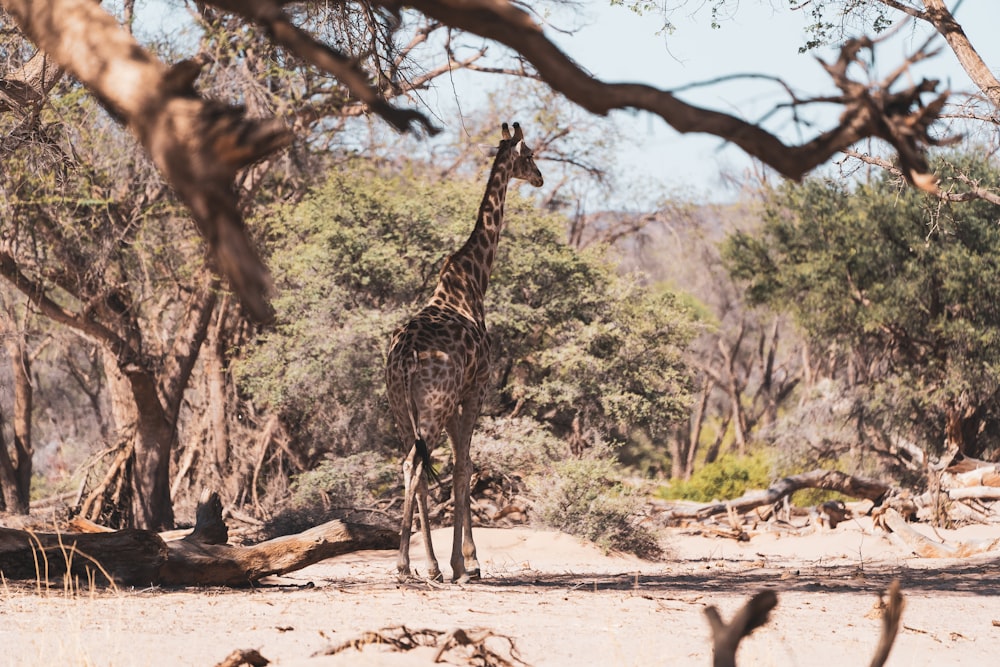 Giraffe steht tagsüber auf braunem Sand