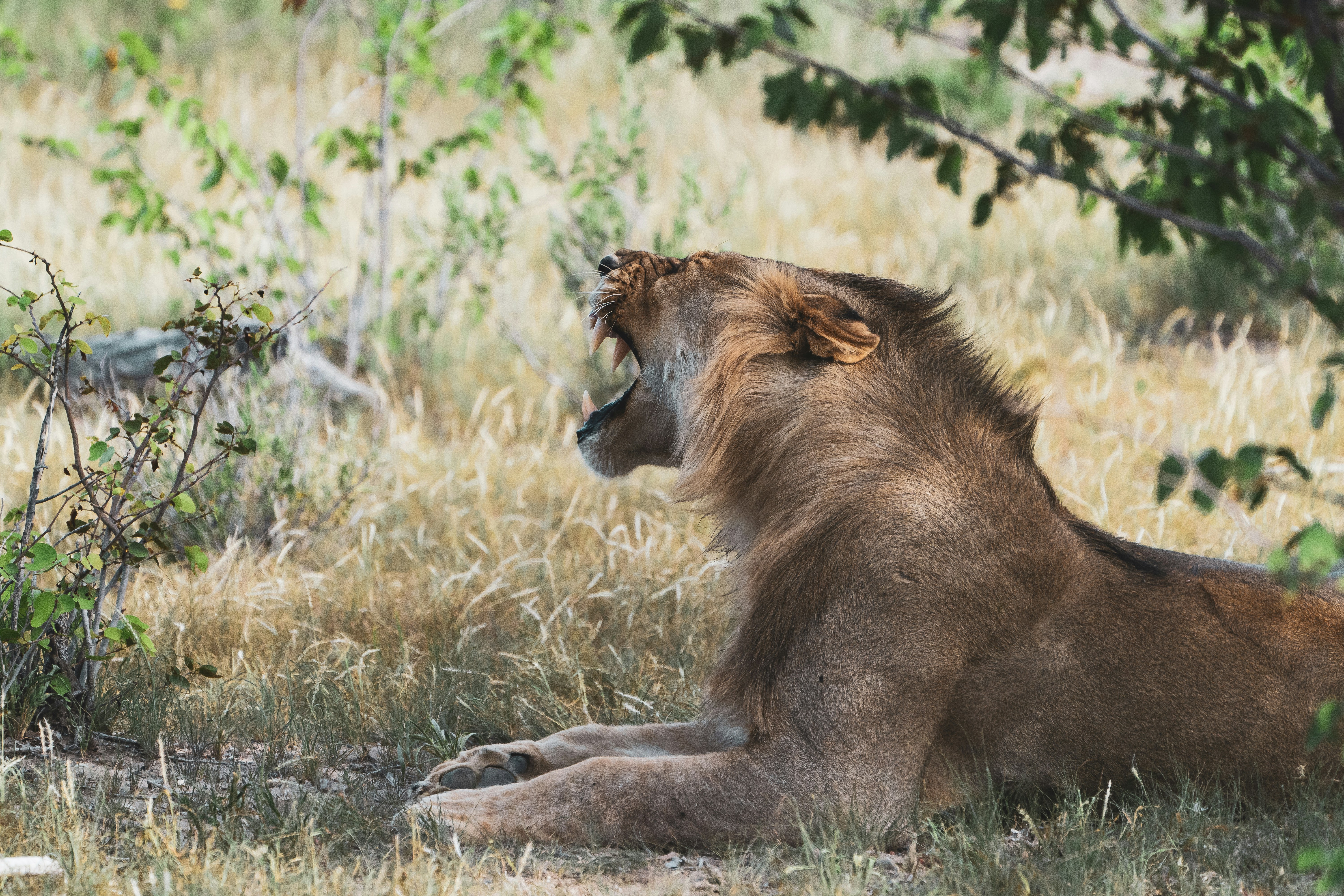 lion lying on green grass during daytime