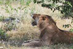 lion lying on green grass during daytime