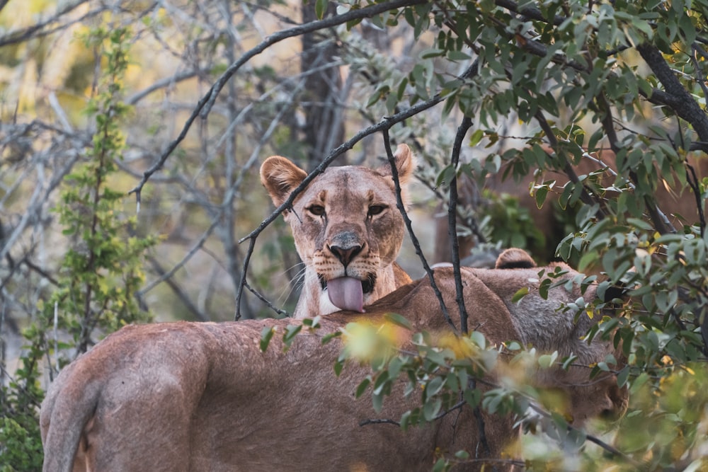 Lionne brune sur la roche brune pendant la journée