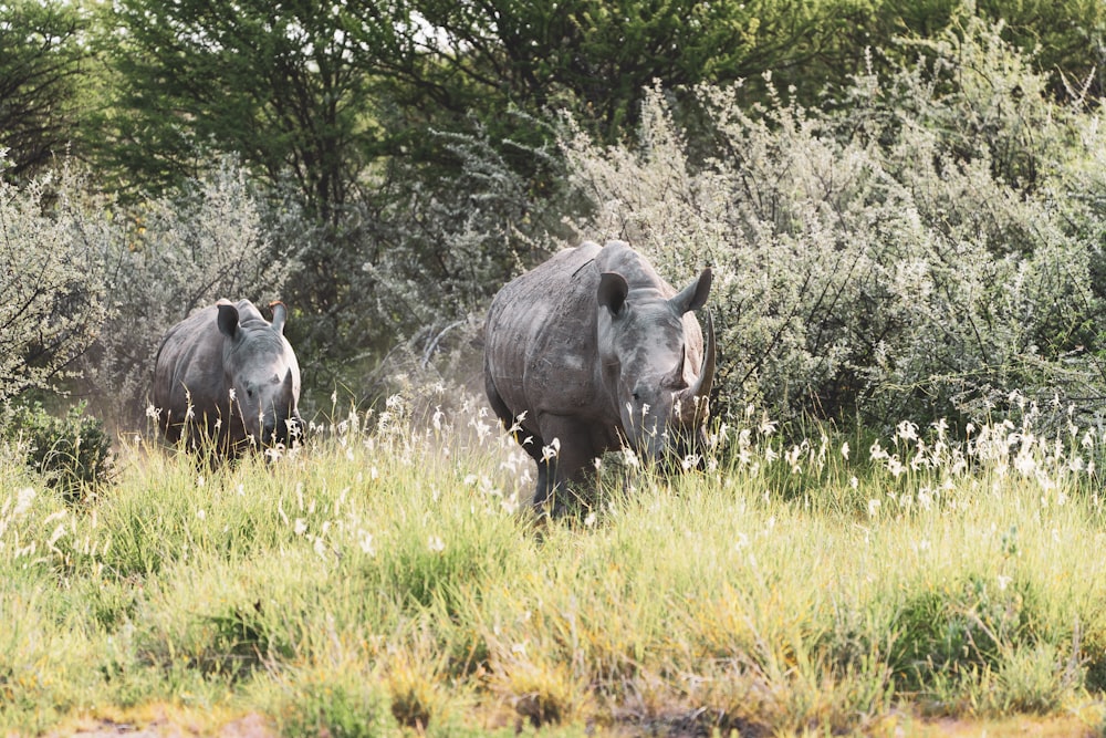 rhinocéros noir sur un champ d’herbe verte pendant la journée