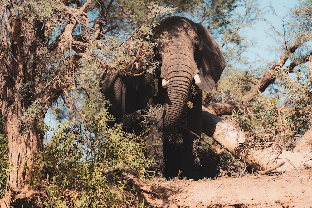 elephant standing on brown soil during daytime
