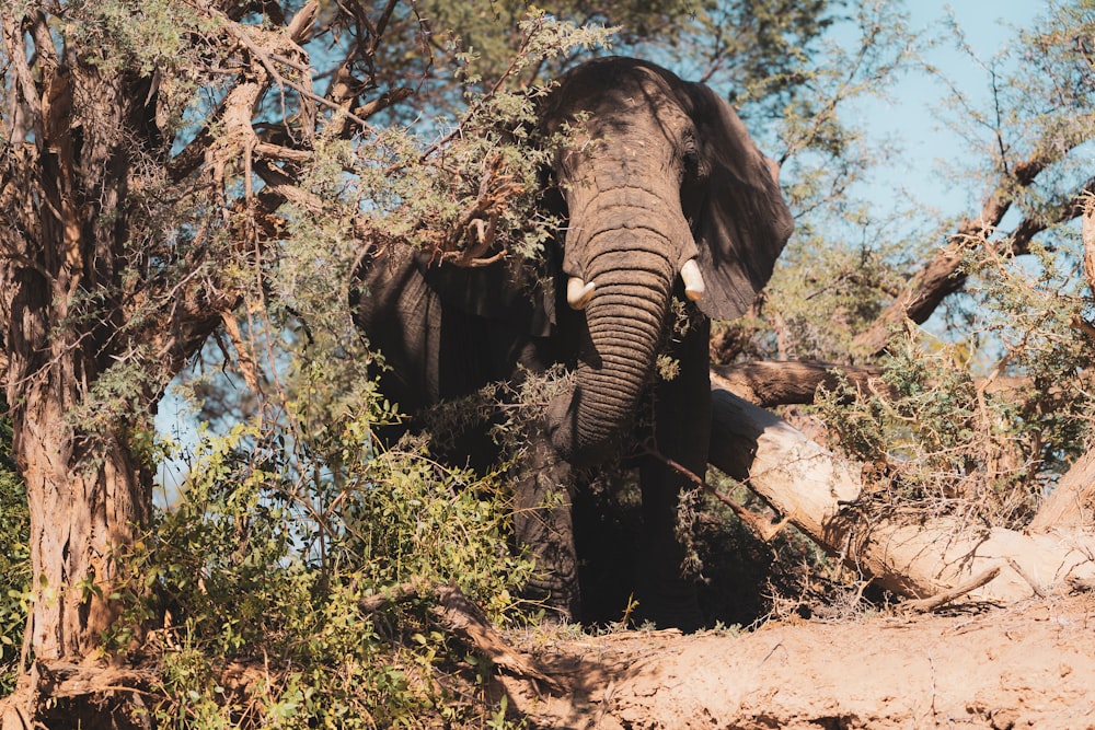 Elefante parado en suelo marrón durante el día