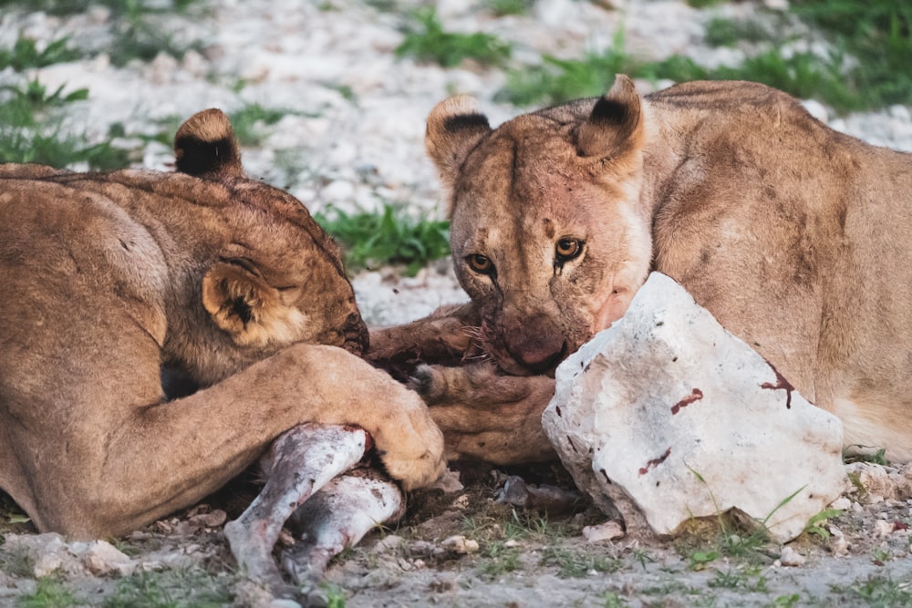 brown lioness lying on white rock during daytime