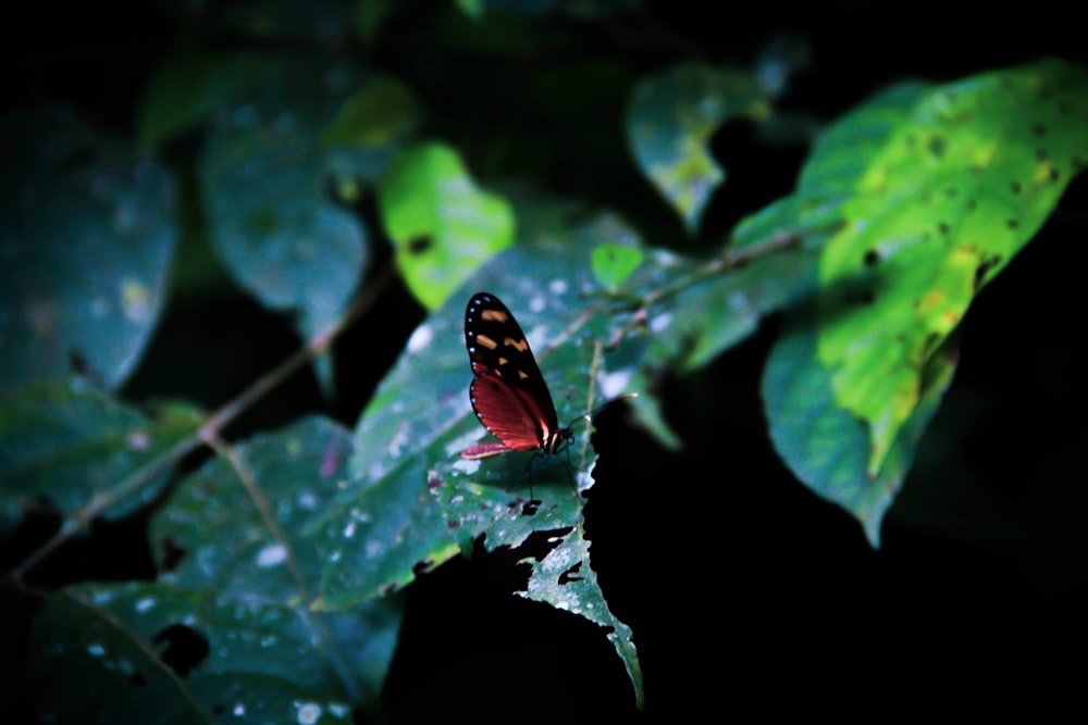 brown and black butterfly on green leaf