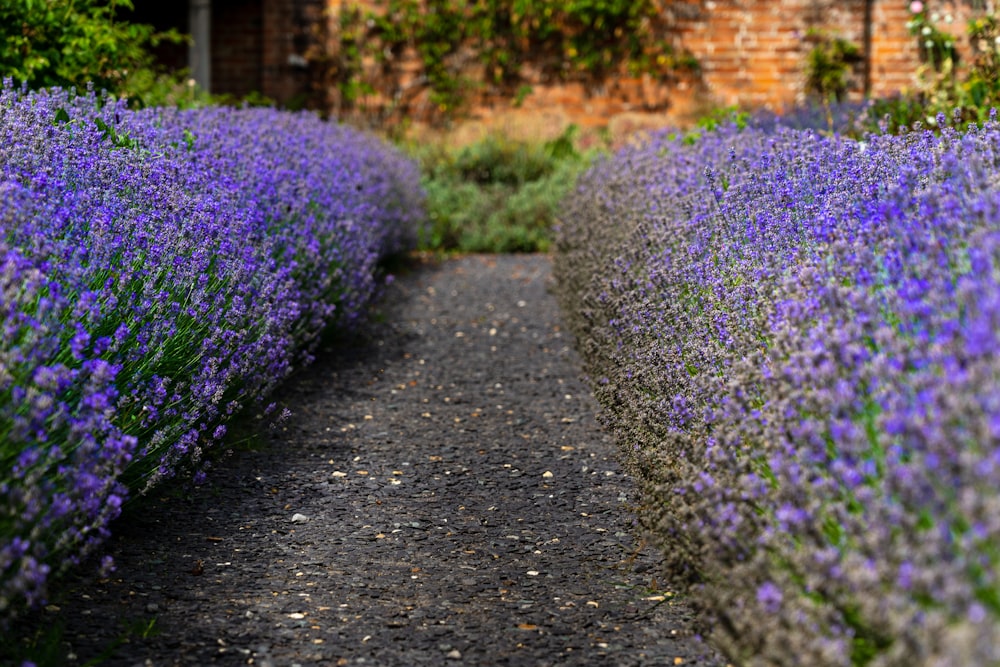 purple flowers on gray concrete road during daytime