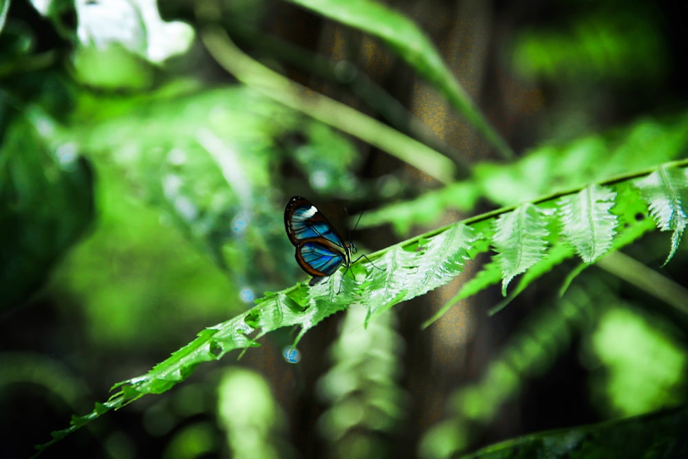 blue and black butterfly perched on green leaf in close up photography during daytime