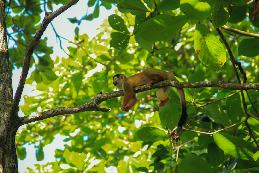 Jungle photo spot Corcovado Costa Rica