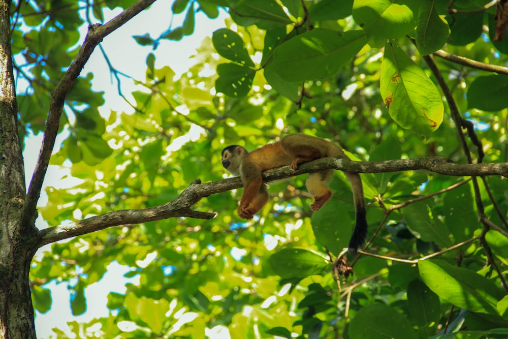 brown monkey on green tree during daytime