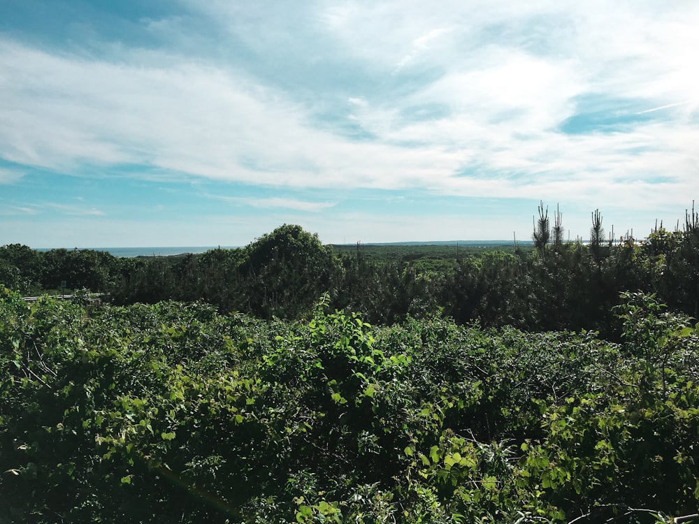 Grüne Bäume unter blauem Himmel tagsüber