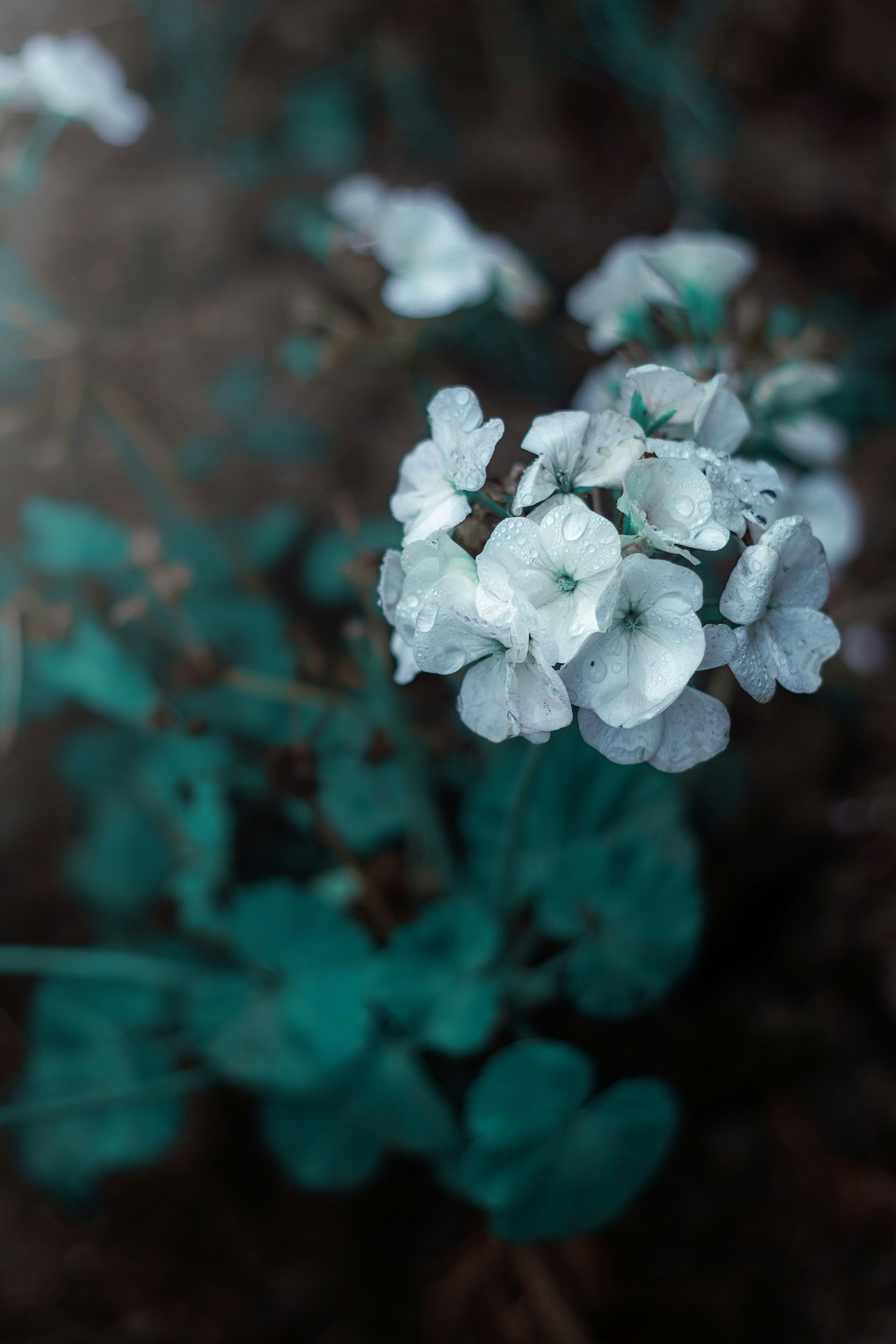 white flower in tilt shift lens