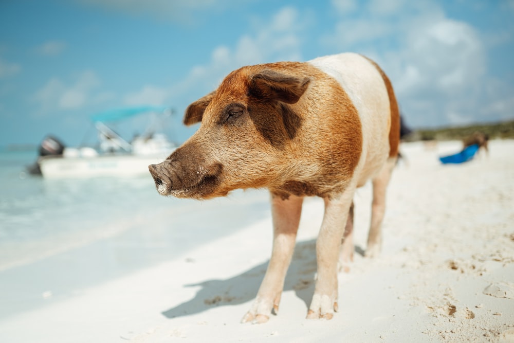 brown and white pig on white sand during daytime