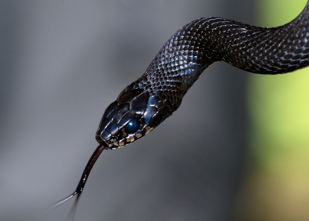 serpiente negra y marrón en fotografía de primer plano